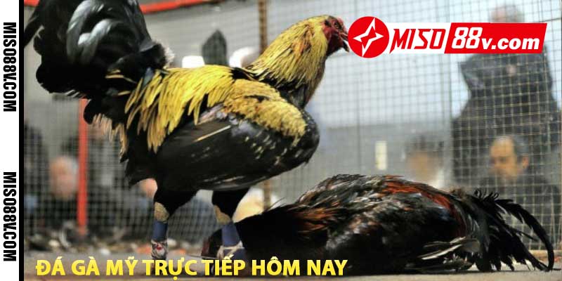 đá gà mỹ trực tiếp hôm nay