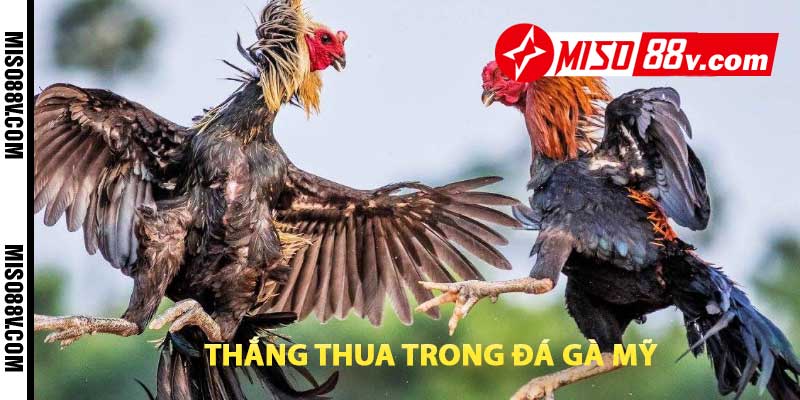 thắng thua trong đá gà mỹ